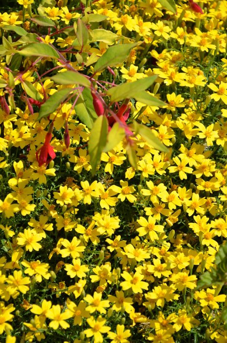 Tagetes signata pumila 'Lulu'